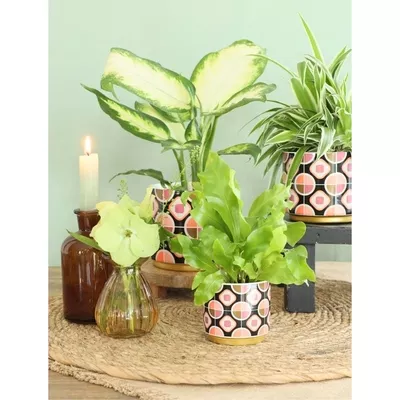 Product x NC At Df O afbeelding