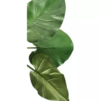 Product qd M Ngm Sf afbeelding