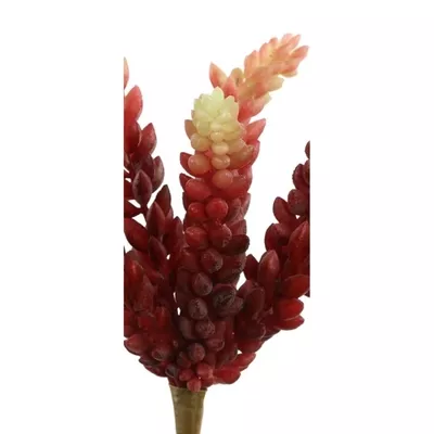 Product FC Ri Hhx V afbeelding